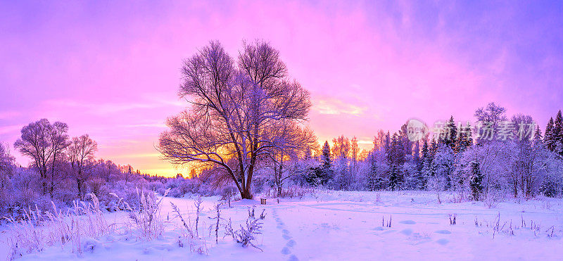 冬季全景景观与森林，树木覆盖雪和日出。