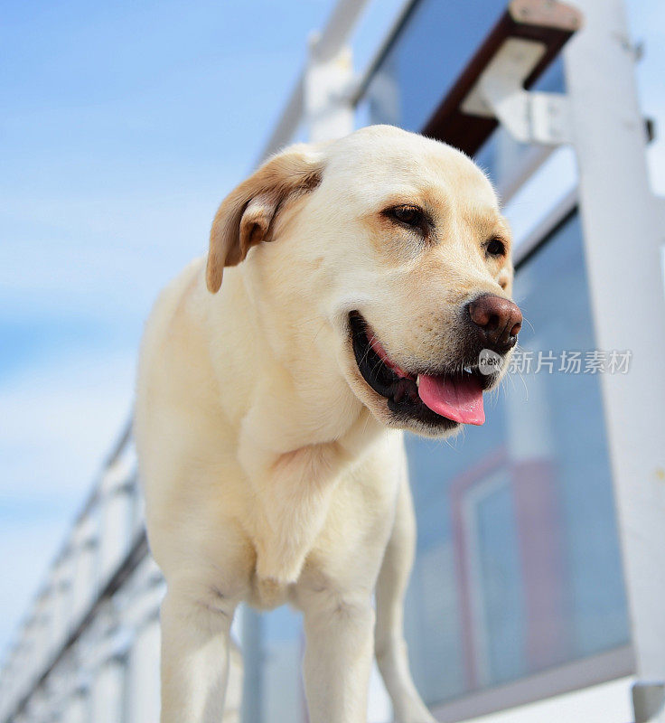 一条船上的拉布拉多寻回犬