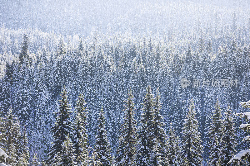 刚下过一场雪的寒冷冬天的森林