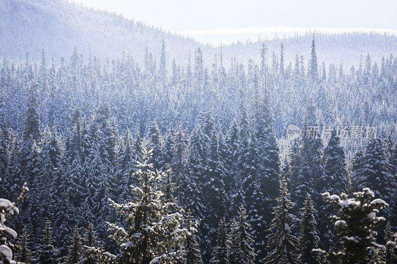 刚下过一场雪的寒冷冬天的森林