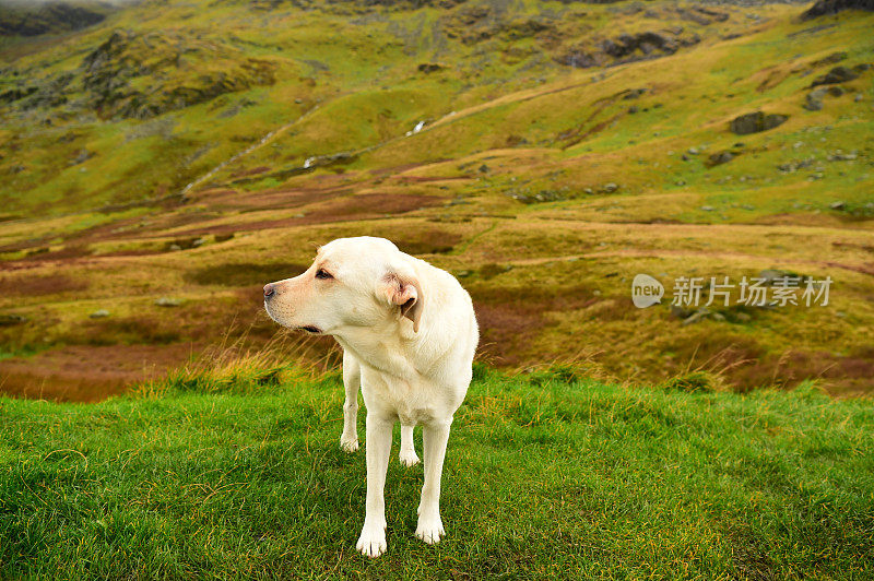 英国湖区的拉布拉多寻回犬