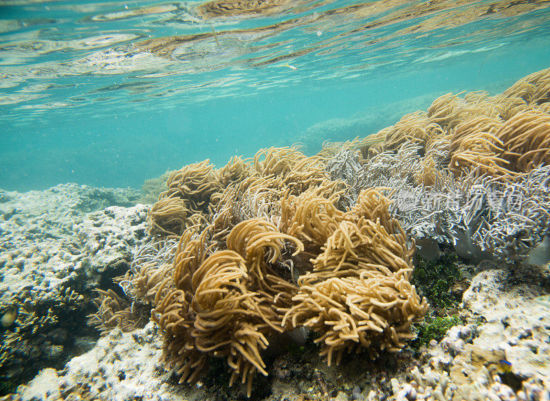 星盘礁的皮革珊瑚