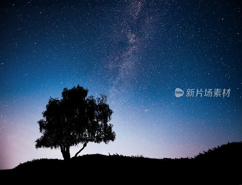 风景与夜晚星空和剪影的树在山上。银河伴着寂寞的树，陨落的星星。