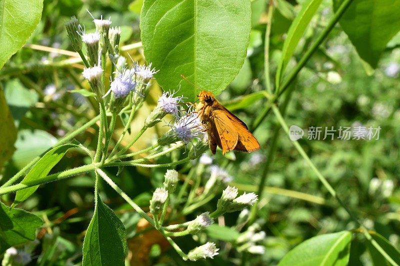 花上的贝文飞蝶