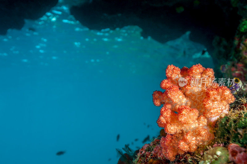 印度尼西亚米苏尔岛东南部，波浪切槽下的彩色石珊瑚