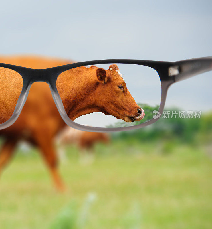 完美的视力配上眼镜，还有一头牛