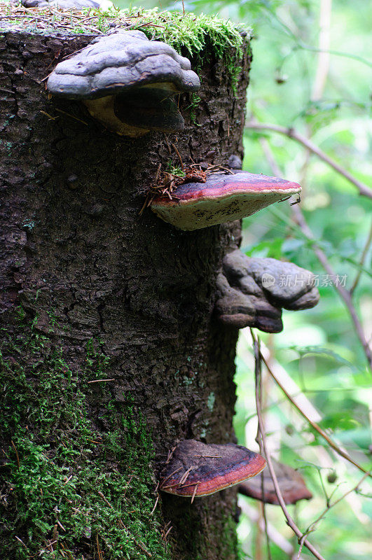 老树桩上长着蘑菇