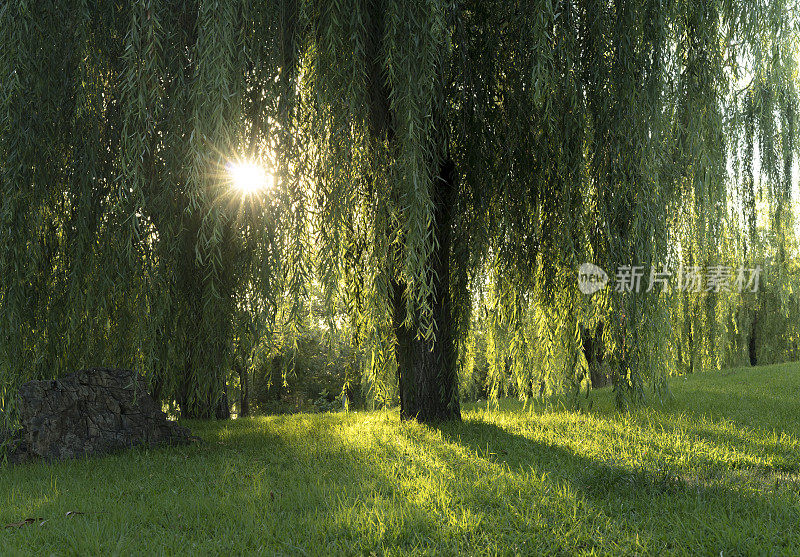 阳光，树木和草原