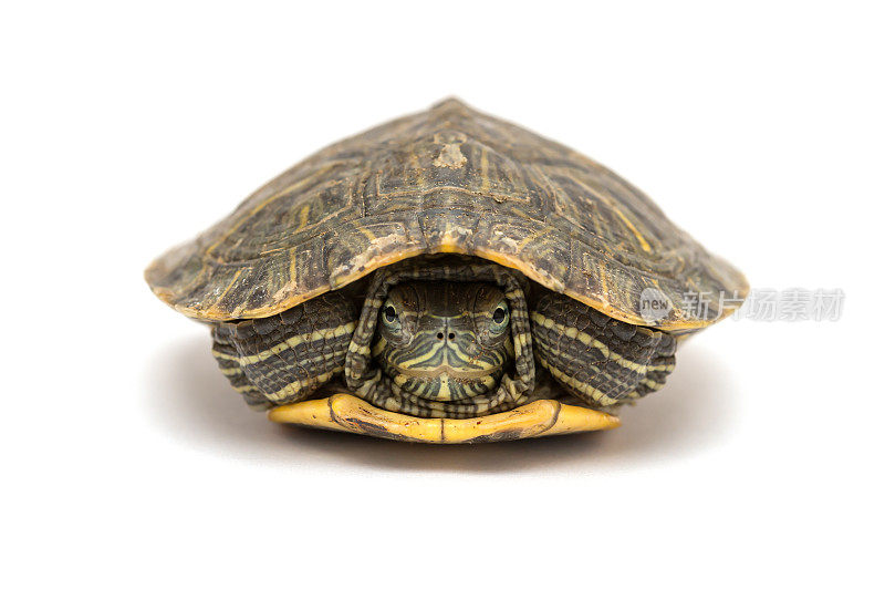 宠物龟红耳滑龟或道线龟把它的头藏在壳下
