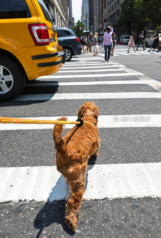在纽约的大街上遛狗