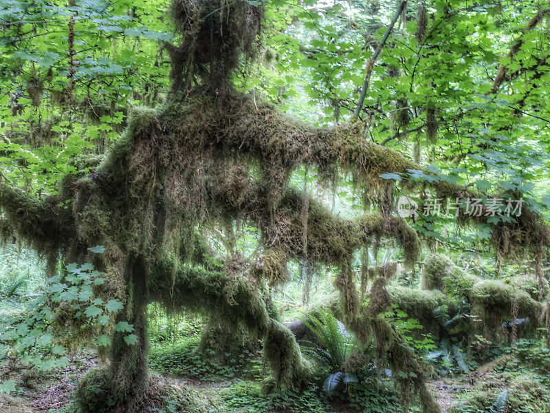 何氏雨林，苔藓馆，奥林匹克国家公园，华盛顿