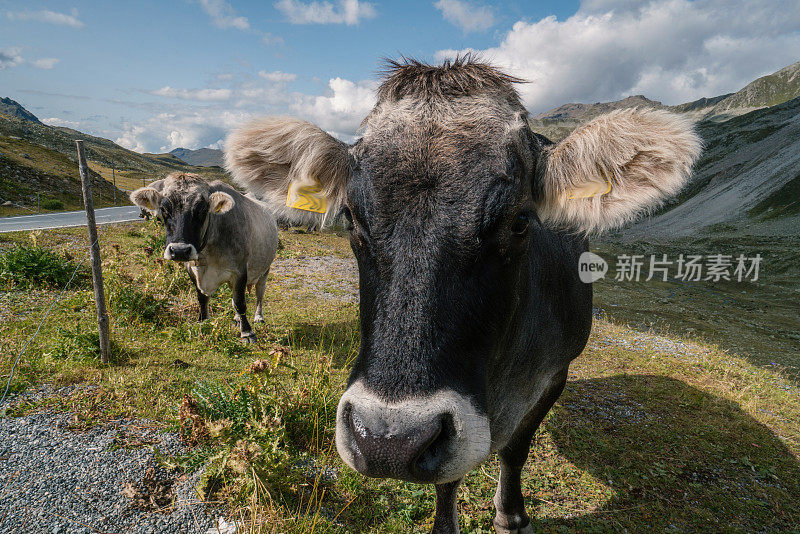 瑞士草地上的瑞士奶牛