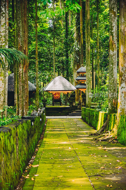 印度尼西亚巴厘岛乌布的圣猴森林保护区