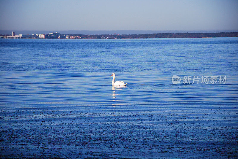 蓝色海水里的一只白天鹅