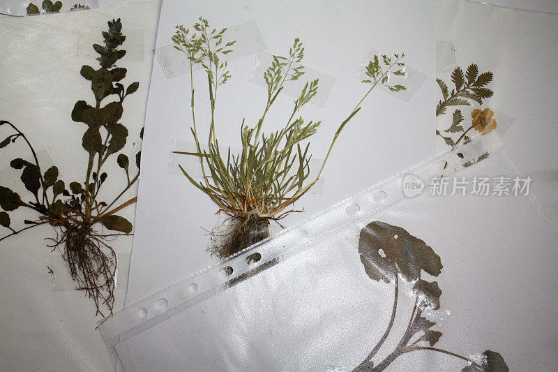 植物标本馆压药草在透明箔，细节自然动机照片