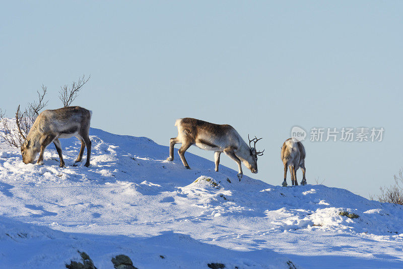 冬天，挪威北部的驯鹿在雪地里吃草