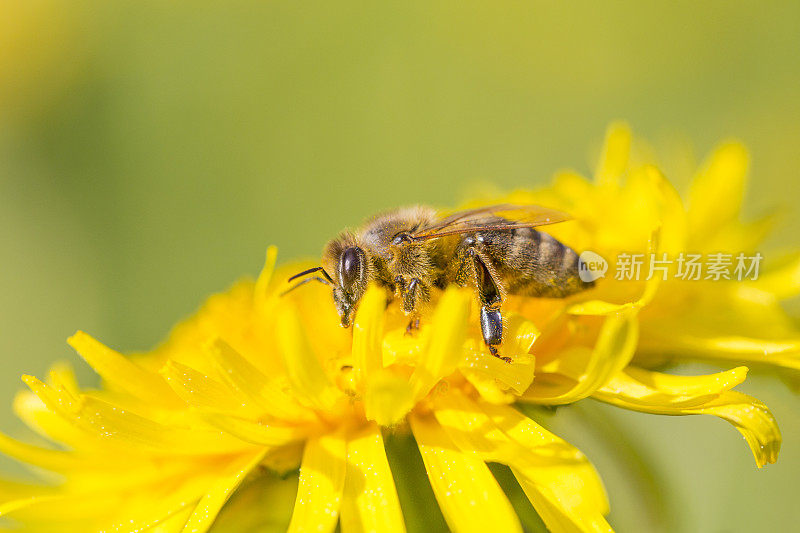 蜜蜂在蒲公英上