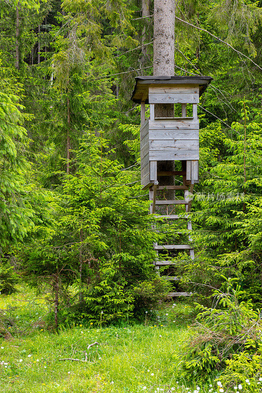 在奥地利阿尔卑斯山的林地里，一个野生动物观察平台