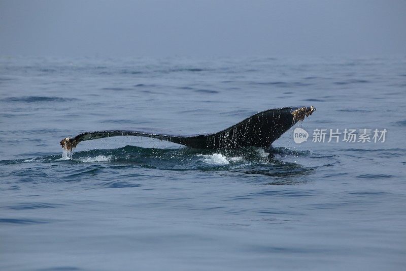 座头鲸潜水