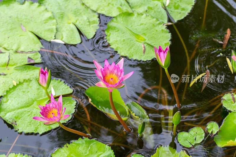 粉红色睡莲在夏天的雨下盛开