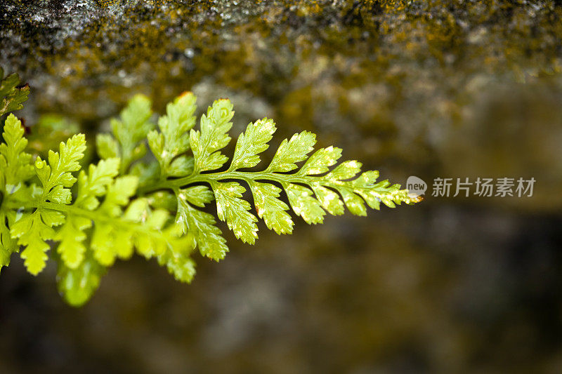 小蕨叶，特写。