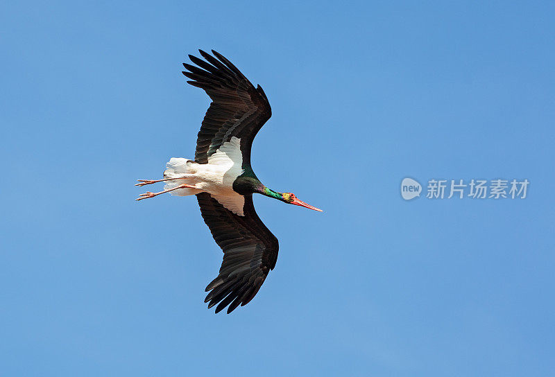 黑色的鹳在蓝天下飞翔