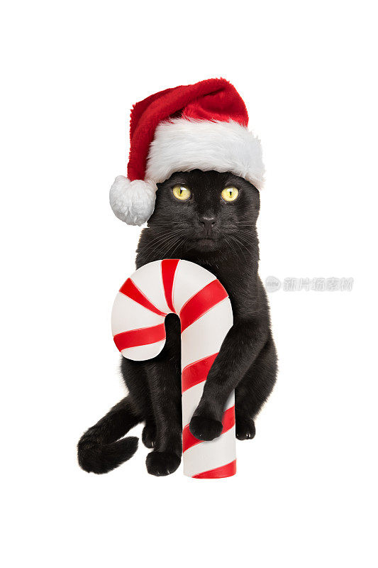 戴着圣诞帽的黑猫拿着拐杖糖