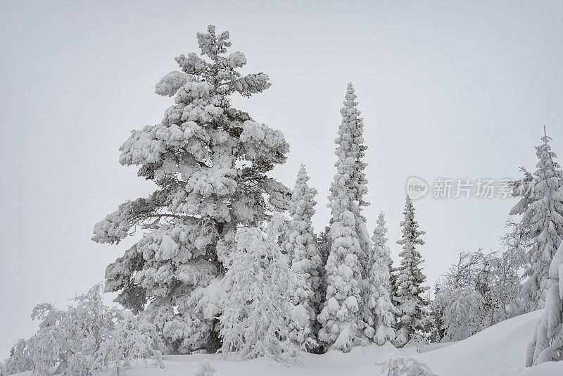 云杉上覆盖着雪