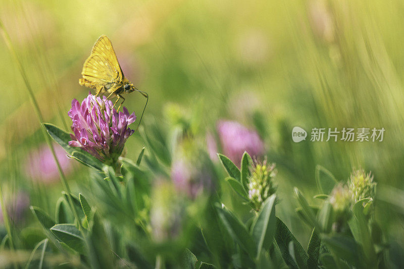 夏日草地上的蝴蝶