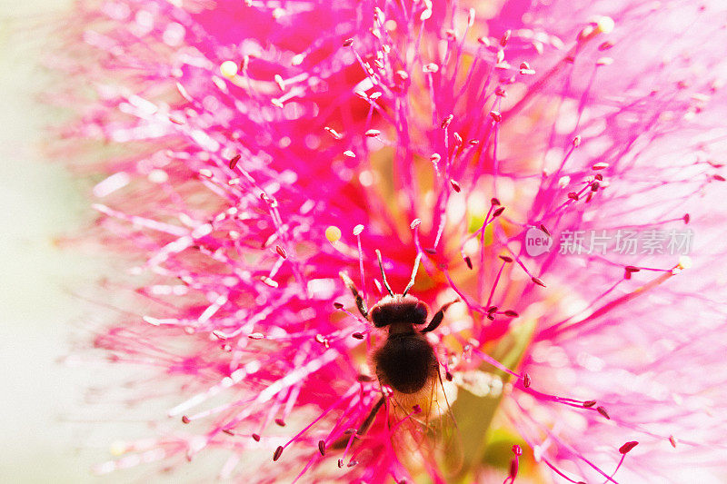 蜜蜂从花中采集花蜜