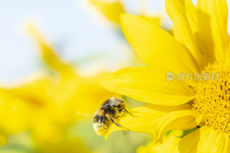 大黄蜂坐在向日葵与蓝天背景在夏天