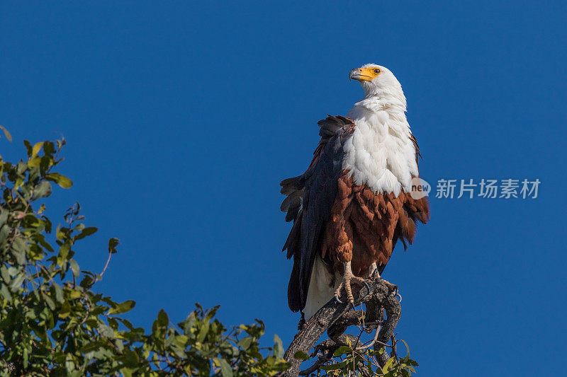 非洲鱼鹰