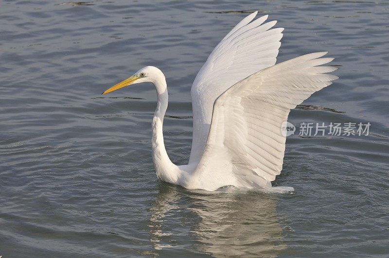 大白鹭(白鹭)