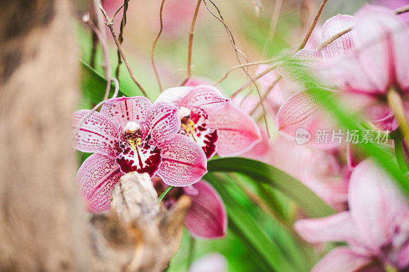 红兰花兰花