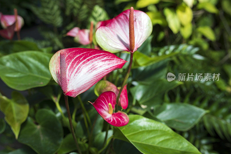 花烛属植物