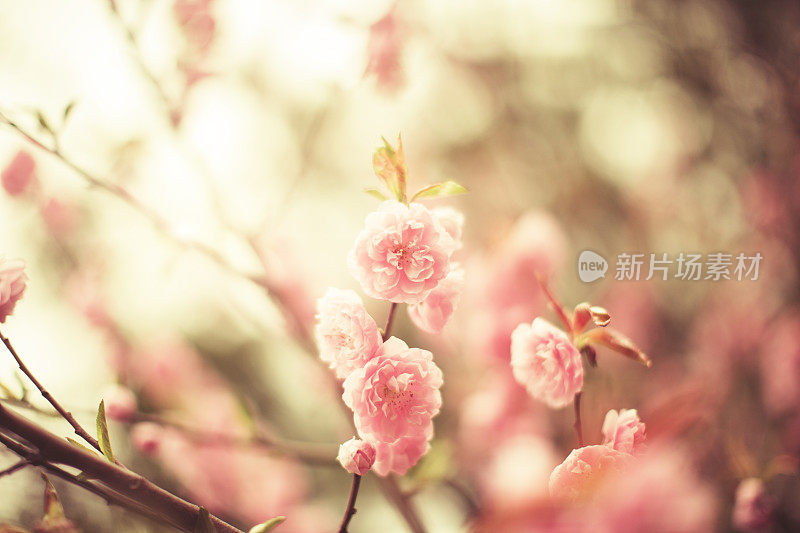 春天的景色――粉红色的樱花盛开。滋润柔和的颜色。