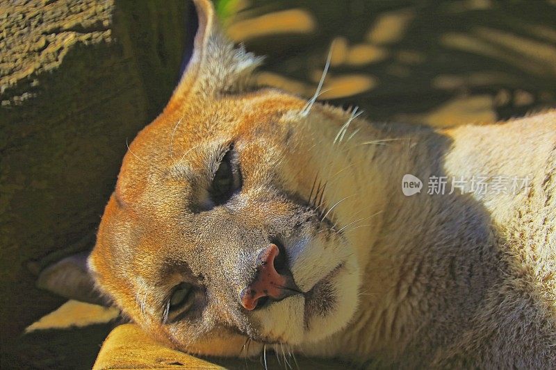 美洲豹在巴西潘塔纳尔湿地草地上休息、睡觉