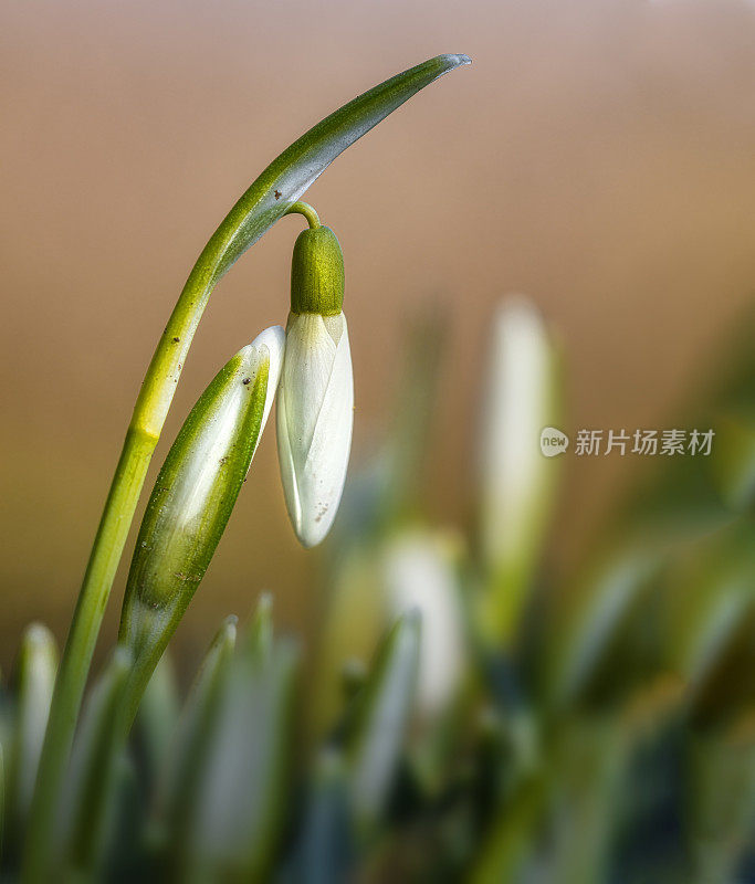 雪花莲