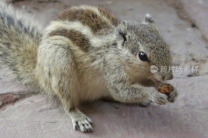 这是印度北方邦阿格拉堡花园中，印度棕榈松鼠、讨厌的啮齿动物正在吃饼干屑