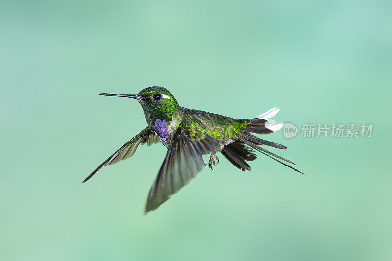 厄瓜多尔蜂鸟-雄性紫嘴白鳍鸟翅膀下垂