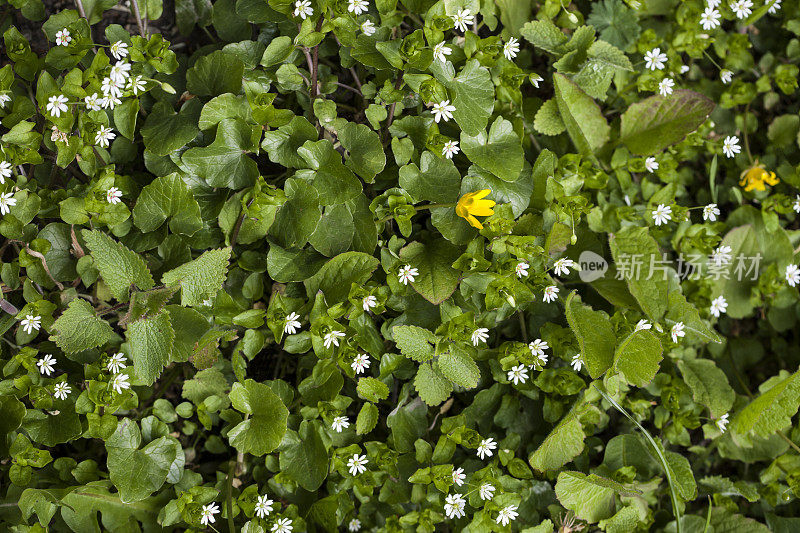 香芹