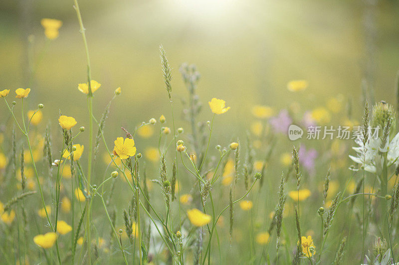 阳光照在鲜花草地上