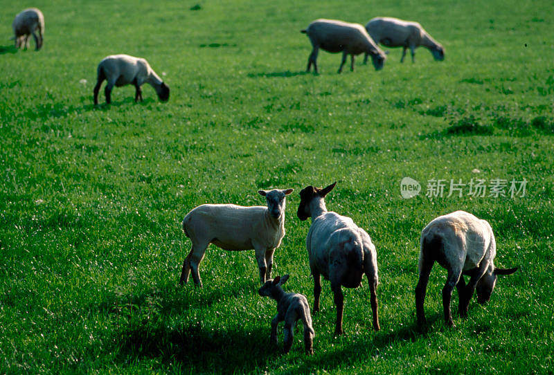 牧羊场农场家畜绿色草地牧场