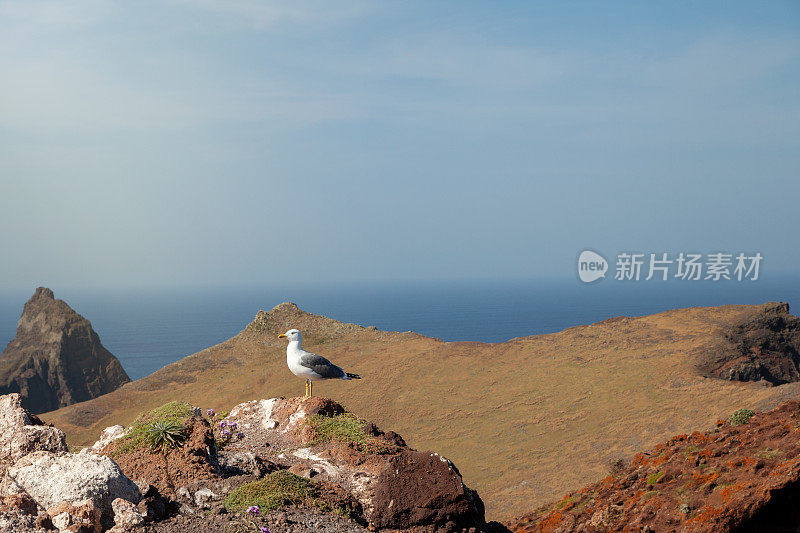 岩石上的海鸥