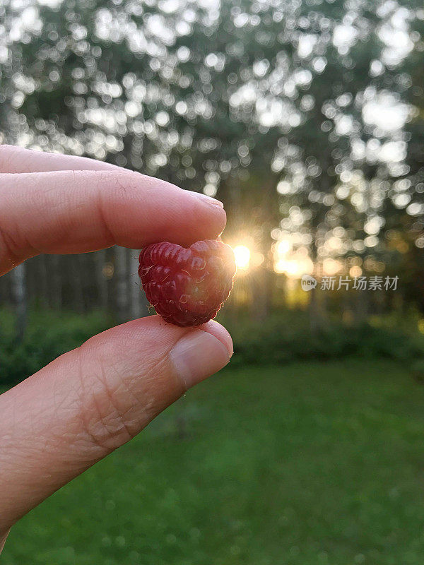 女人拿着从乡村花园摘来的多汁的心形覆盆子