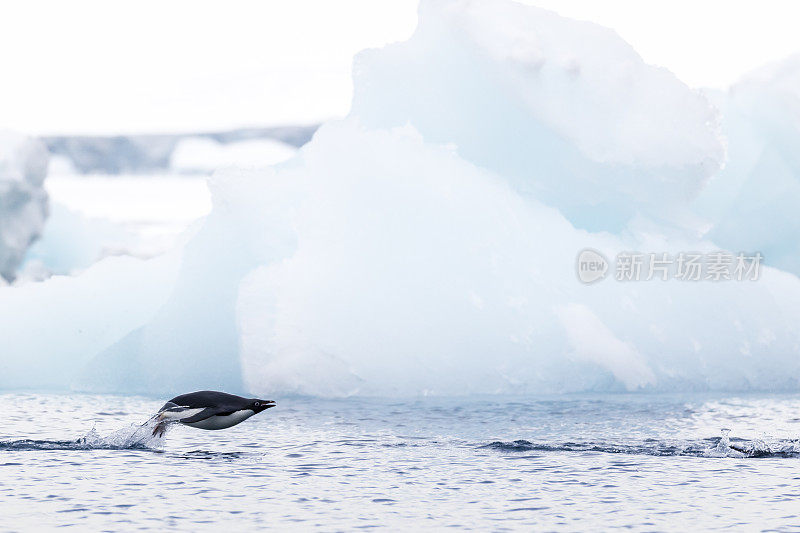 阿德利企鹅在海洋中游动