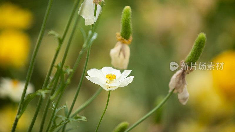 近距离拍摄的白色毛茛花在温室