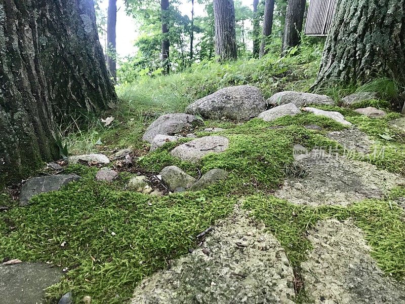 树下长满苔藓的风景