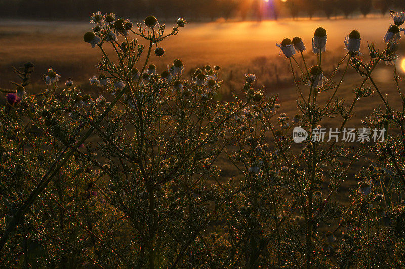 朦胧的乡村日出