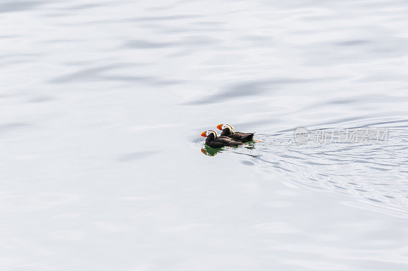 在冰川湾国家公园的水里的簇毛海雀
